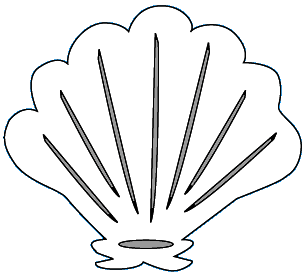 Scallop Shell